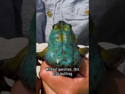 Blue MUTANT discovered!