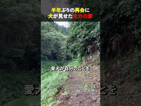 半年ぶりの再会に犬が見せた全力の愛