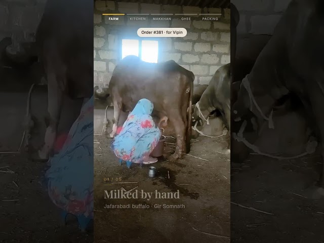 Buy Ghee with Video Proof - Order #381 Ghee Making Video