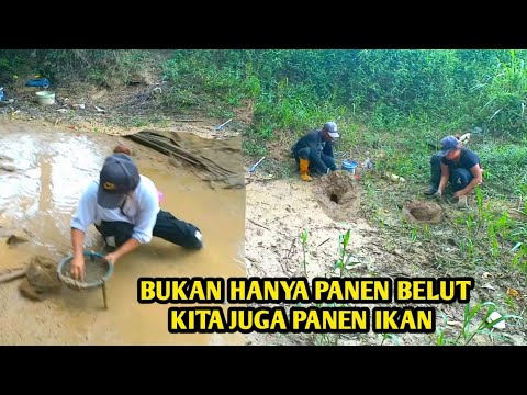SPOT TERSEMBUNYI JAUH DARI PEMUKIMAN WARGA BANYAK BERSARANG BELUT BELUT BESAR