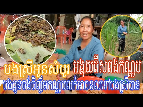 បងស្រីអូនសំបូរកំពុងតែអង្គុយពងកណ្ដូបចេញពីដីខ្សាច់