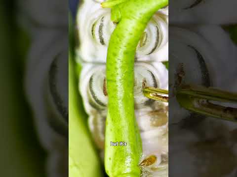 DONT EVER TOUCH THIS CATERPILLAR