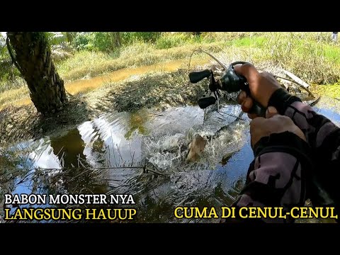 DAPAT GABUS MONSTER DI PARIT PERUSAHAAN HANYA DI CENUL-CENUL LANGSUNG HAUUP BRO...