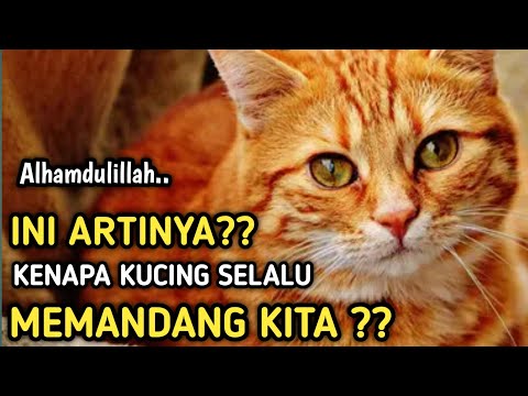 Kenapa Kucing Sering Menatap Kita ? Ini Alasannya Menurut Islam