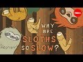 Giant Sloths and Their Evolutionary Journey