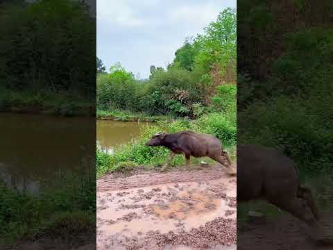 The buffalo ran loose—but didn’t hurt anyone