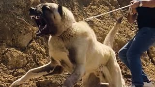 #connections #dog #facts  كلاب الكنجال التركي اقوي الكلاب في العالم #الكنجال التركي #الكانجال التركي