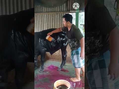 কালা গরু কি ভাবে লাল করা হয় দেখেন।#india #farming #duckfarming #india #farming #assam #reels #funny