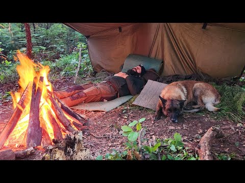 2 Days Camping in a Rainy Forest with My Dog | Nature, Campfire & Peaceful Moments