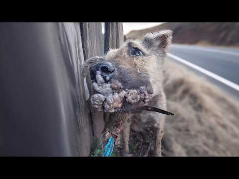 They Laughed at Her Tumors Mouth, But She Still Wagged Her Tail, Begging Just to Be Loved!