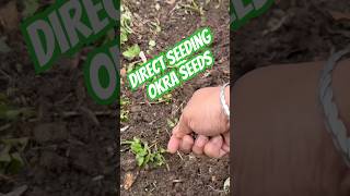 Direct seeding okra seeds in NJ late May #okra #backyard-garden #homesteading #
