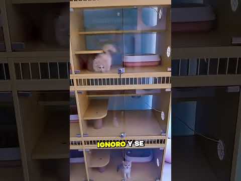 Esta persona ignoró al gatito 💔😭