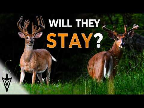 Velvet Bucks Now: What It Means For Hunting Season