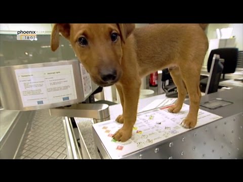 [Doku] Kleine Spürnase ganz groß - Polizeidienst auf vier Pfoten [HD]