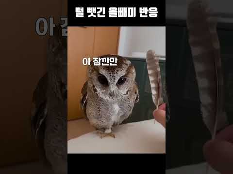 털 뺏긴 올빼미 반응