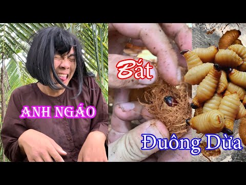 Anh Ngáo Chặt Cả Cây Dừa Bắt Đuông Dừa - NHH TV || Mr  Idiot caught Coconut Larvae