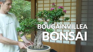 Bougainvillea Bonsai care