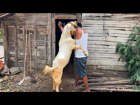 GOLEK KAMBING BUAT SYUKURAN AQIQAH DEDEK LUR !