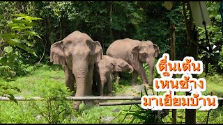 สวนหลังบ้านมีช้างป่า (มาแบบนี้จะทำอย่างไง)