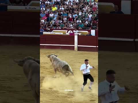 toros bravos cuellar #shorts (3)