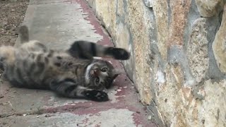 Cute Cat playing!#cute #cats #cats #catlover