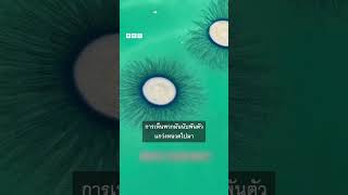 ฝูงแมงกะพรุนบุกทะเลเกาหลีใต้ ท่ามกลางอุณหภูมิร้อนจัดเป็นประวัติการณ์ #bbcthai