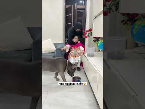 Brody is Best Guard Dog 🤣 #funny #pitbull #dog #shorts | Harpreet SDC