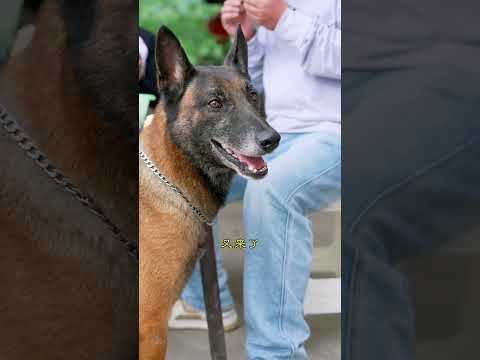 Ce chien 🐕 se fait acheter pour 1€ par des brigands 😖! #pourtoi