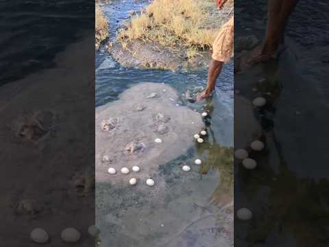 The tribals caught a python from the neck."#shortvideo