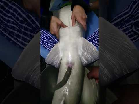👉HAVYAR ÜRETİMİ 👈-Dünyanın En Pahalı Yiyeceği  #shortmovie #animals #balık #fishing #fish #bilim