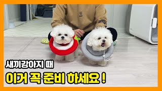 새끼강아지 때 필요한 용품 4가지