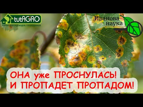 А я предупреждал! Проснулась самая опасная болезнь сада! Вот как с ней нужно бороться!