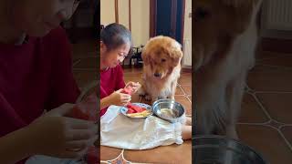 🐶狗：好险！差点忘记天赋技能😂Dog: That was close! Almost forgot my innate skill #dog #goldenretriever #pets