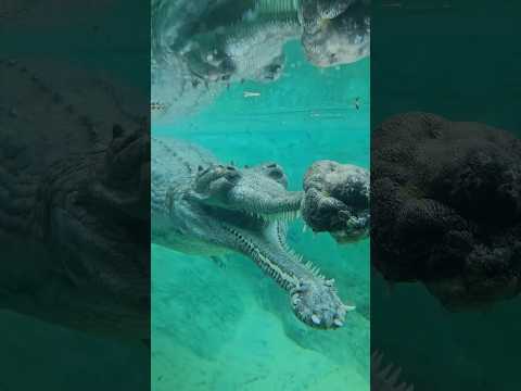 Don’t Swim Here!😱