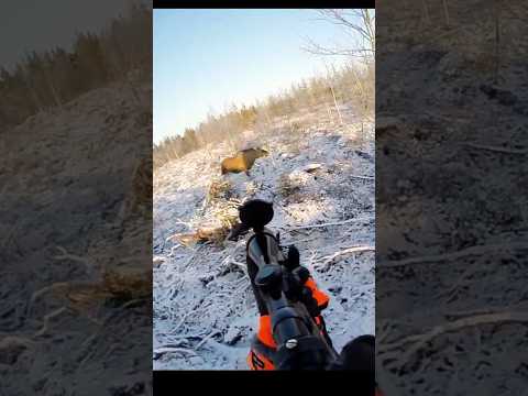 Perfect shot of big moose at snow  🫎#hunting #deer#moose#chasse