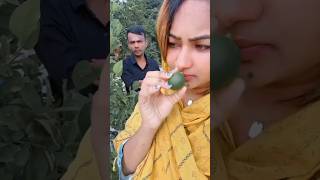 গাছের টাটকা আম খেতে মজা #heroalom #heroalamofficial #riyamoni #foryou