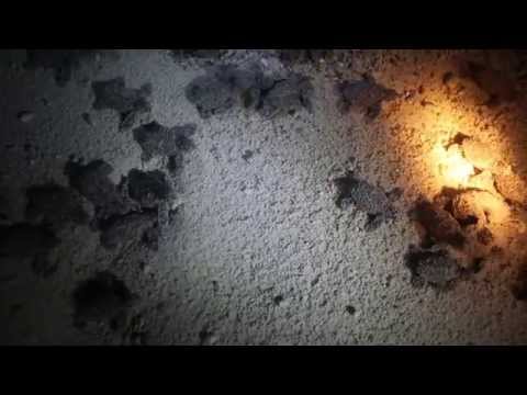 小海龜的征程：沙灘--大海--沙灘   Sea turtles: From sand to sea and back - YouTube(3分30秒)