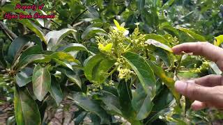 Kebun alpukat miki di booster sekarang udah banyak bunganya