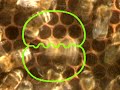 Understanding the Waggle Dance of Honeybees