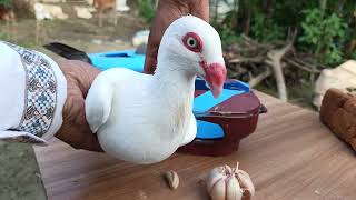 Pigeon treatment - F11 👍