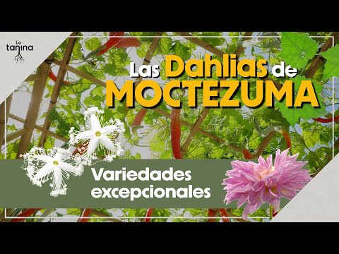 Esto es lo que cultivamos en un HUERTO ESPECIAL 🤩