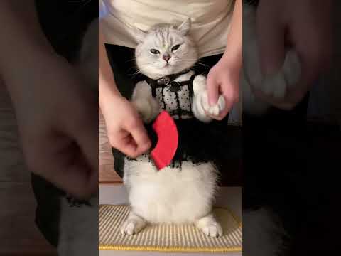 This cat is not right and then take a closer look at the confusing behavior of the cat. My cat a