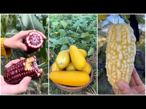 20 minutes for harvesting fresh fruits and vegetables