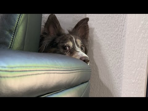 When Dogs Roll in Something