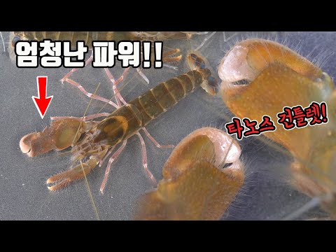 2차세계대전 잠수함 마져 교란시킨 엄청난 파워를 가진 토종새우를 키워보자!