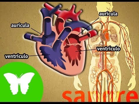 Sistema Circulatorio (II) - Función De Nutrición - Ciencias Naturales ...