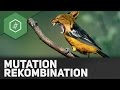 mutation-rekombination/