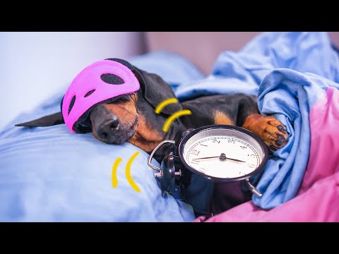 Morning Routine! Cute & funny dachshund dog video!