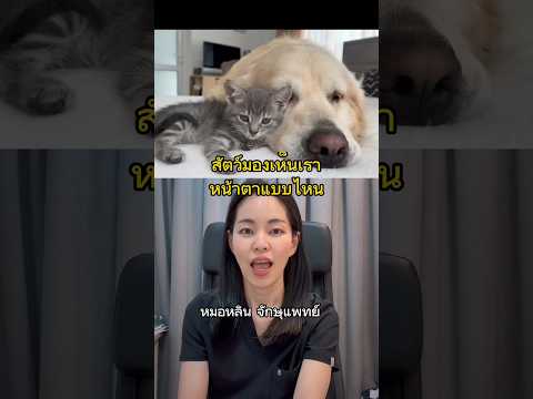 สัตว์มองเห็นเป็นยังไง #หมอหลิน #จักษุแพทย์ #หมอตา #โรคตา #สารพัดเรื่องตา #ศัลยกรรมตา #ทำตาสองชั้น