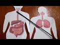 Ciclo de Vida da Ascaris Lumbricoides